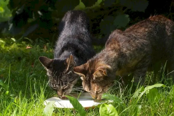 dışarıda süt içen iki kedi