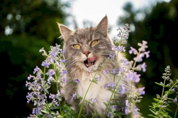 maine coon slikker leppene etter å ha spist en blomsterplante