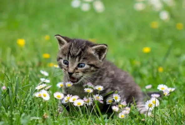 kattunge prøver å spise blomster i feltet