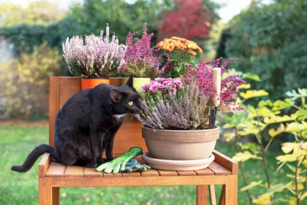 svart katt som prøver å spise blomster i en potte