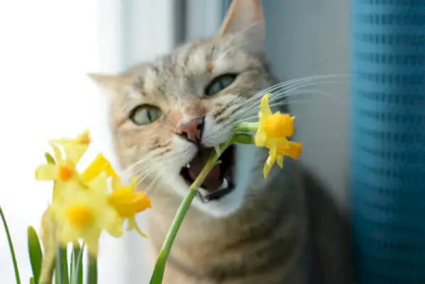 katt som spiser en gul blomst