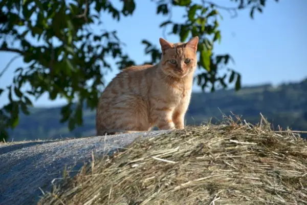 gato sentado al aire libre