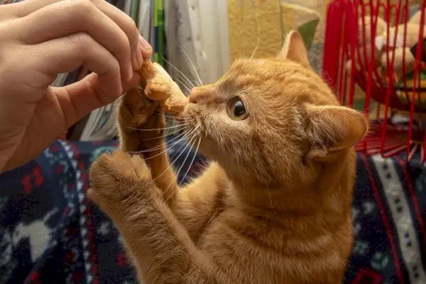 un chat tigré rouge mangeant un cookie