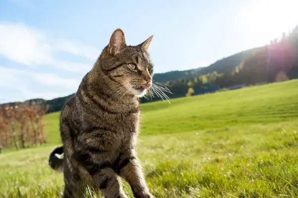 Katze, die auf dem Feld läuft und dem Sonnenlicht ausgesetzt ist