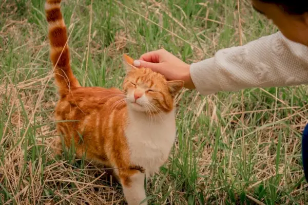 Draußen eine rote Katze streicheln