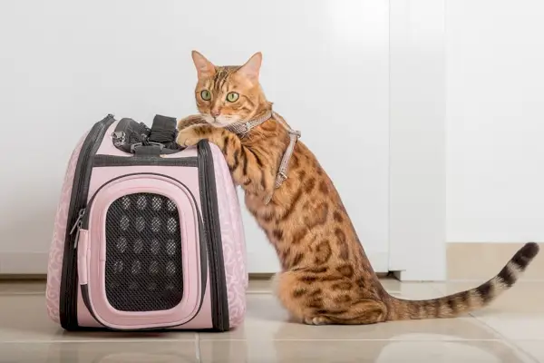 Bengalkatze steht neben der Transportbox