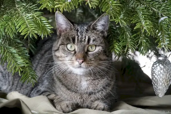 tabby kat under et juletræ