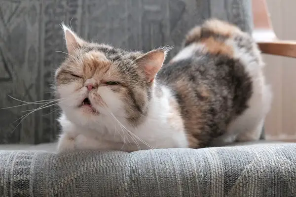 chat en chaleur se penche dans un fauteuil