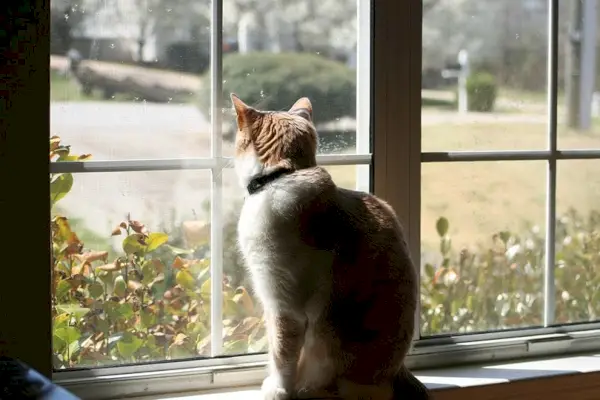 gato mirando por la ventana