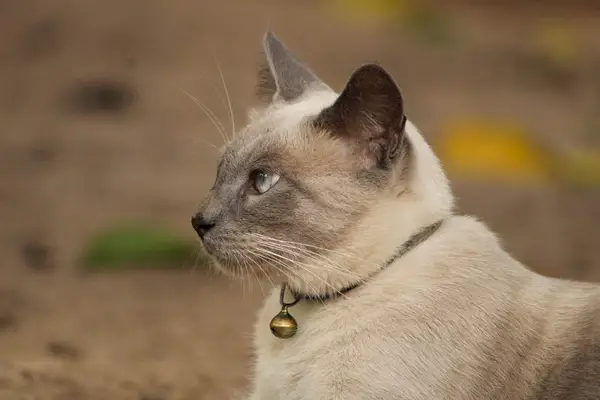 Gato con collar de campana