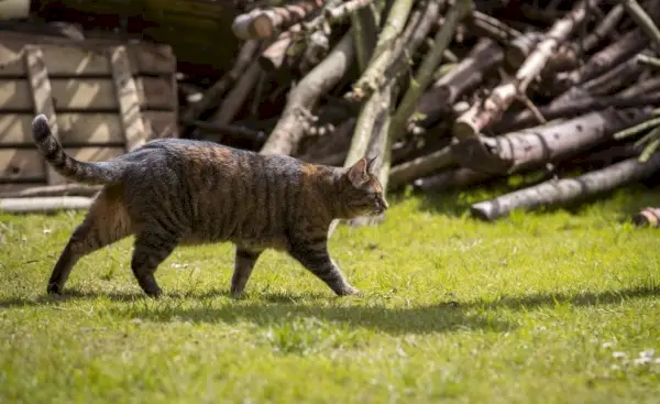 gato domestico cazando presas