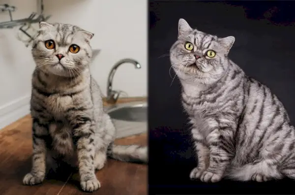 Scottish Fold en Brits Korthaar katten