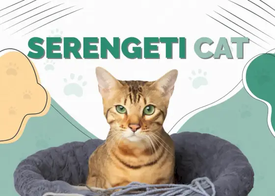 Serengeti-Katze: Rasseinformationen, Bilder, Pflege, Merkmale und Fakten