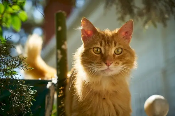 gato con ojos rasgados mirando algo