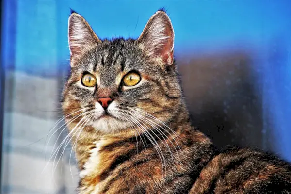 un gato atigrado con ojos rasgados