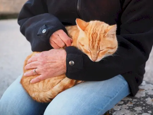 gato laranja dormindo no dono