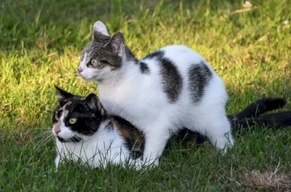 Perché i gatti urlano mentre si accoppiano? Riproduzione felina approvata dal veterinario