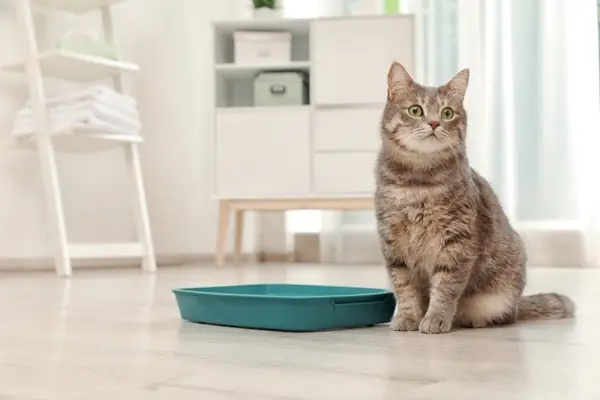 トイレの外に座っている猫