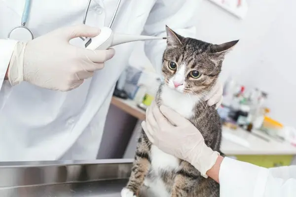 Tierarzt untersucht Katze