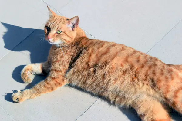 Rot getigerte Katze liegt auf dem Boden und sonnt sich