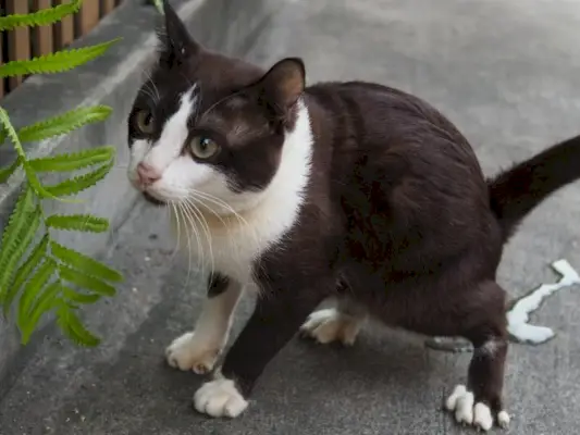 svart och vit katt som kissar på betongmark