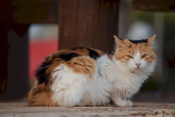 Hoe lang kunnen katten hun plas ophouden? Belangrijke zorgfeiten