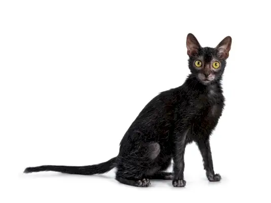 schwarze Lykoi-Katze