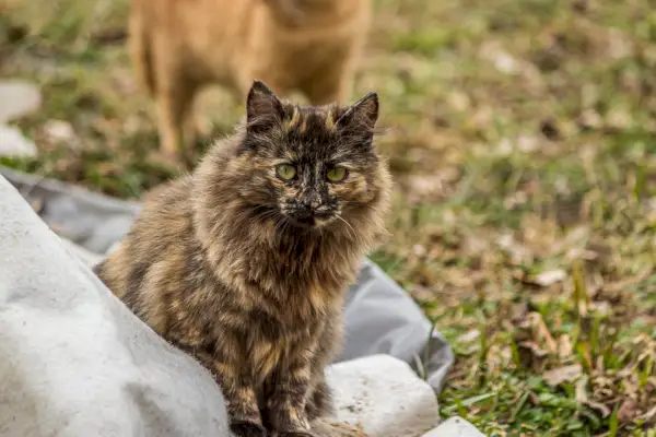 三毛ペルシャスモーリー猫