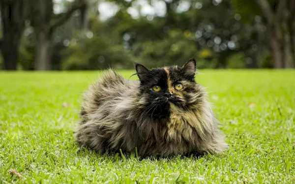 三毛ペルシャ猫：事実、歴史、起源（写真付き）