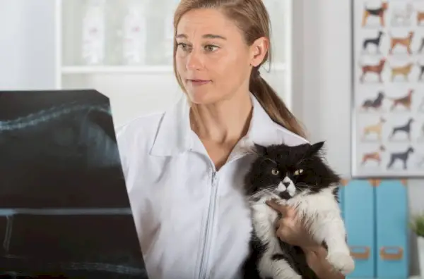 Dierenkliniek die een röntgenfoto van een Perzische kat onderzoekt