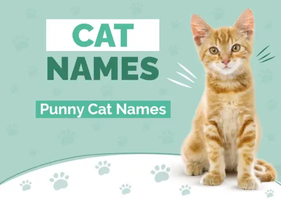 Mais de 150 nomes de gatos Punny: nossas principais escolhas para seu gato peludo