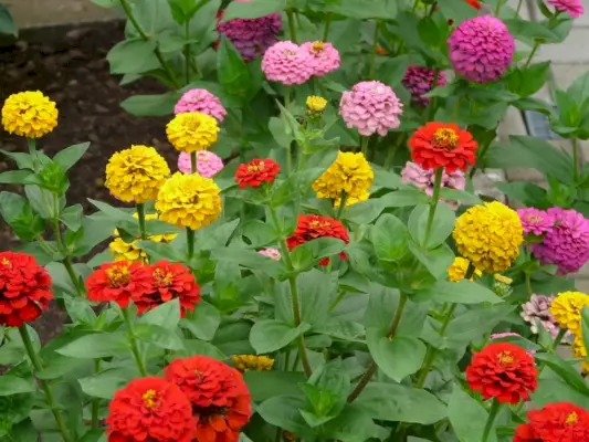 Zinnienblüten