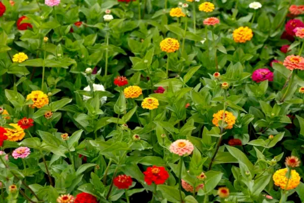 Zinnienblüten im Garten