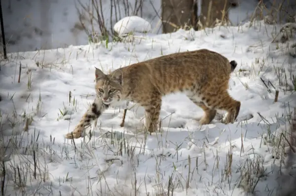 Lince acechando presas en Colorado