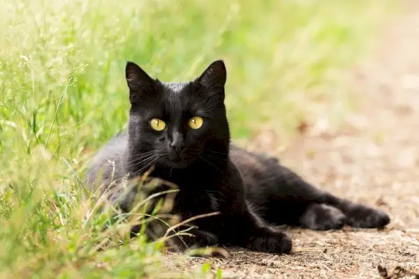 retrato de gato negro de bombay