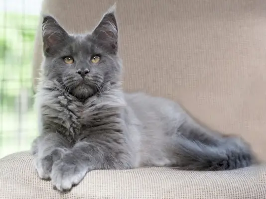 Gato Maine Coon de humo azul tumbado en el sofá.