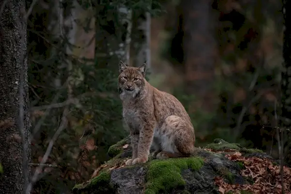 Os linces podem procriar com gatos domésticos? Fatos e raças de aparência exótica