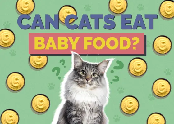 ¿Pueden los gatos comer comida para bebés?