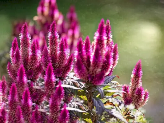 Celosia