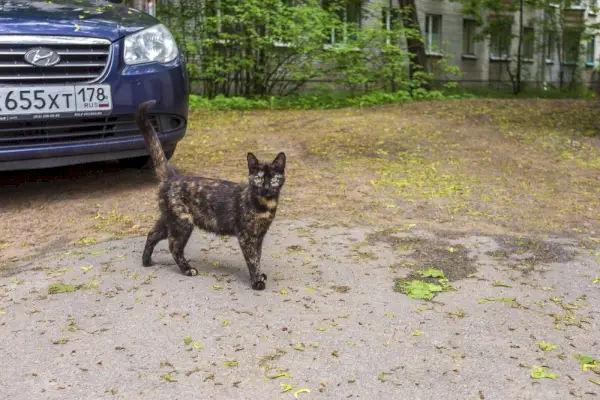 Katze steht neben Auto