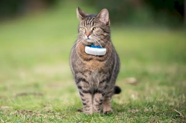 Katze trägt GPS-Halsband