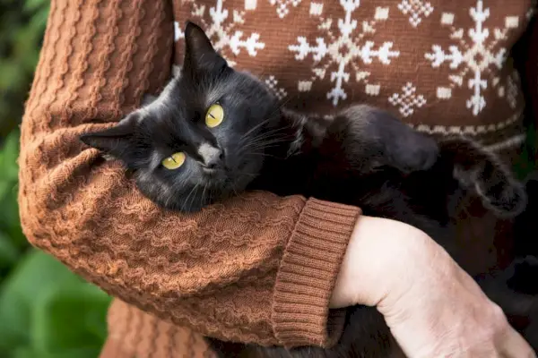 Bombay gato acurrucándose cariñosamente con su dueño