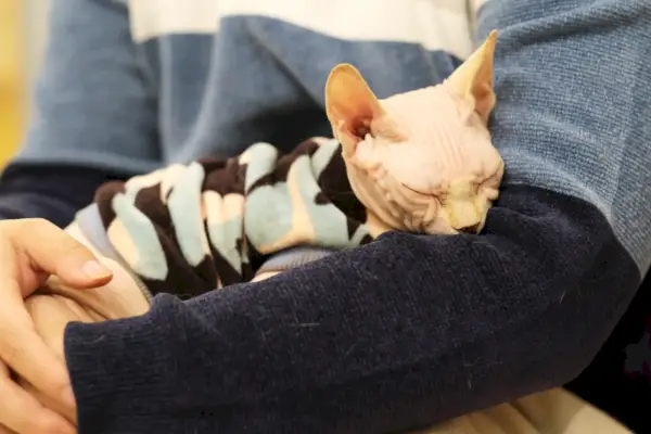 gato sphynx abrazo cariñoso con dueño