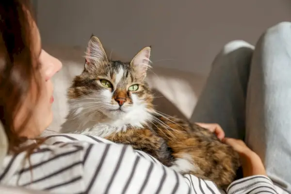 Ragamuffin se abraza cariñosamente con su dueño