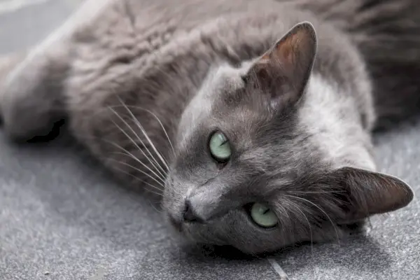 Nebelung gato cariñoso abrazo durmiendo feliz