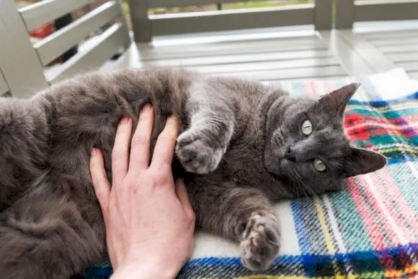 dueño del gato frotando el vientre de su gato azul ruso