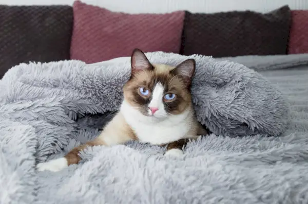 Gato con raquetas de nieve tierno y cariñoso en la cama