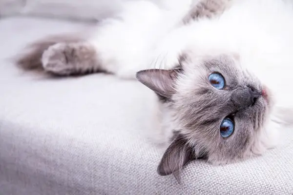 Punto azul Ragdoll tumbado en el sofá