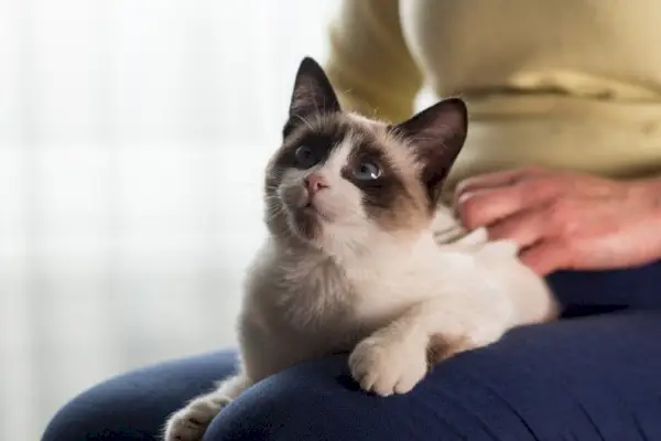 mujer acaricia un pequeño gatito siamés