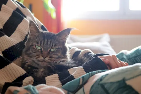 Gato Maine Coon abrazando al dueño